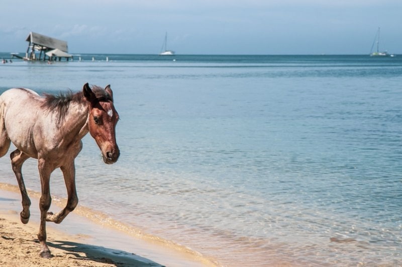 A horse on the beach at Luna beach