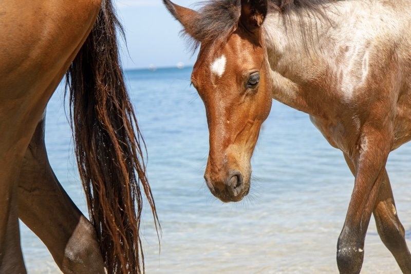 horses on the beach at Luna Beach