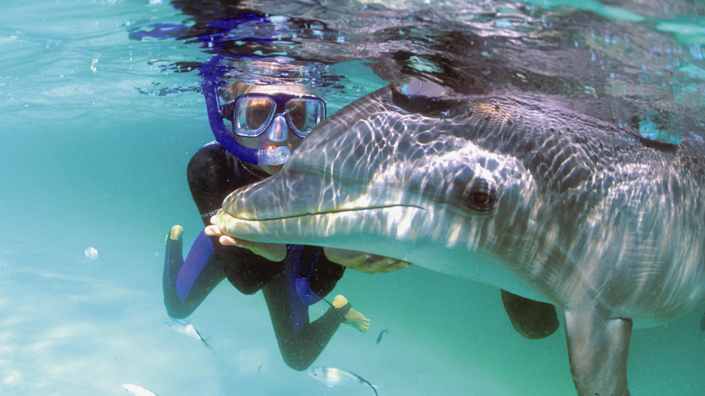 A person swimming with the dolphins at Anthony’s Key Resort
