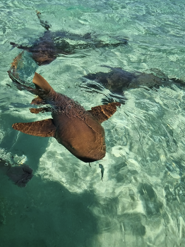 Nurse sharks in the ocean