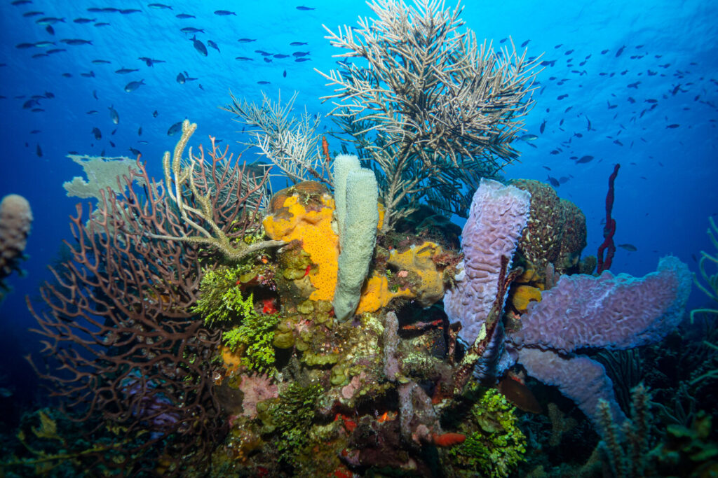 coral reef in the ocean.
