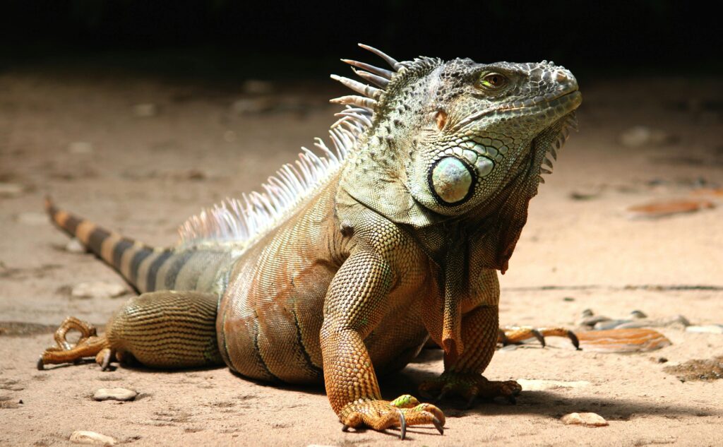 An iguana at Arch's Iguana Farm